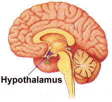 HYPOTHALAMUS